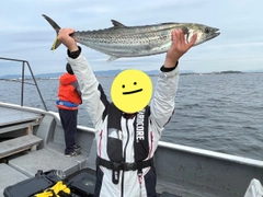 サワラの釣果