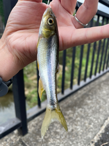 カワムツの釣果