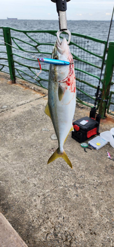 イナダの釣果