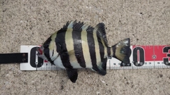 サンバソウの釣果