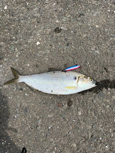 コノシロの釣果