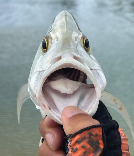 ロウニンアジの釣果