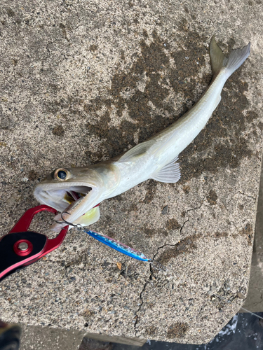 エソの釣果