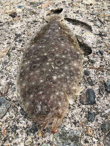 タマガンゾウビラメの釣果