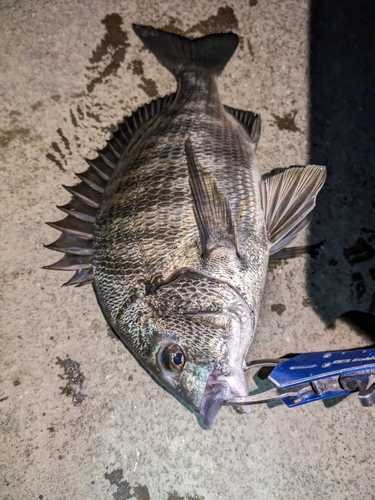 クロダイの釣果