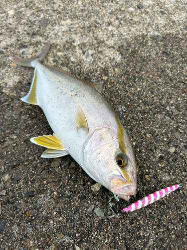 カンパチの釣果