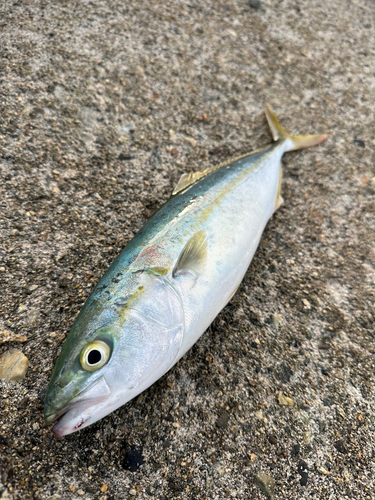 ツバイソの釣果