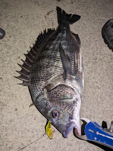 クロダイの釣果