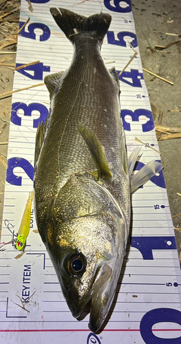 シーバスの釣果