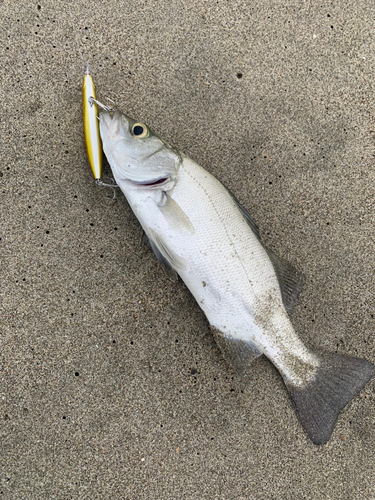 フッコ（ヒラスズキ）の釣果