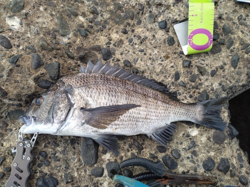 クロダイの釣果