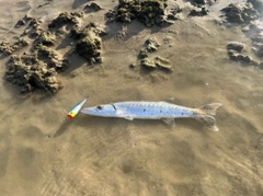 オニカマスの釣果