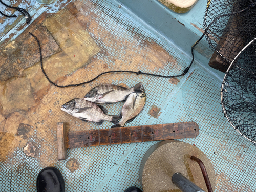 クロダイの釣果