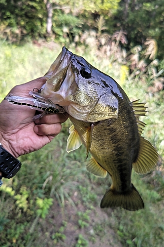 ラージマウスバスの釣果