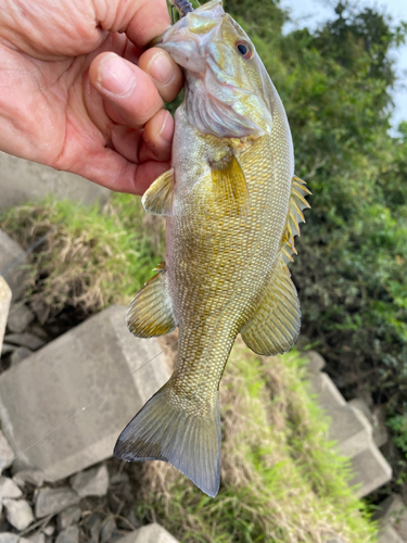 スモールマウスバスの釣果