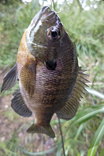 ブルーギルの釣果