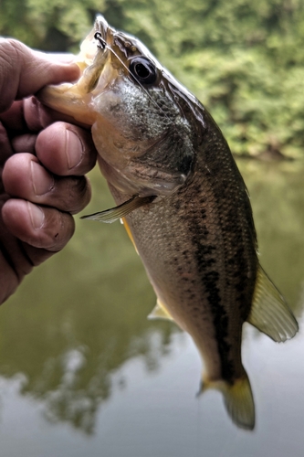 ラージマウスバスの釣果