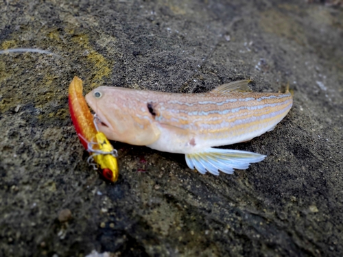 オキエソの釣果