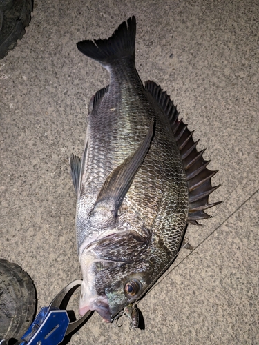 クロダイの釣果