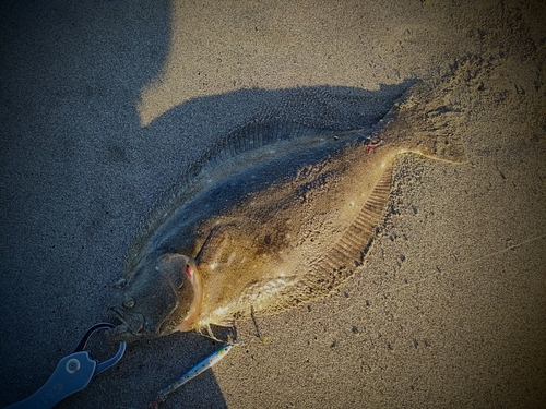 ヒラメの釣果