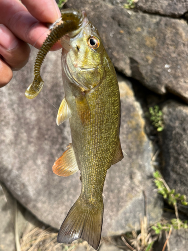 スモールマウスバスの釣果