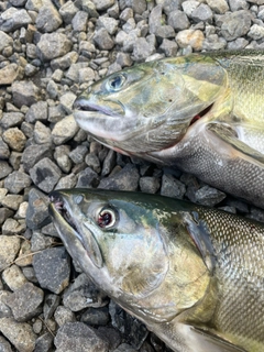 サケの釣果