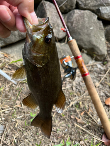 スモールマウスバスの釣果