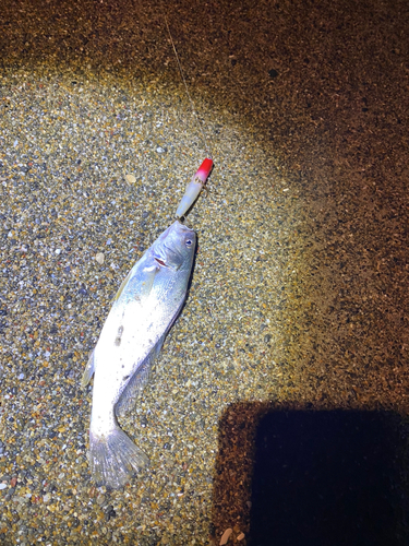 ニベの釣果