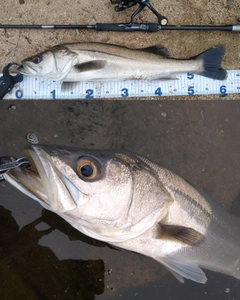 シーバスの釣果
