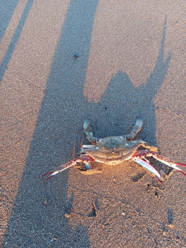 カニの釣果