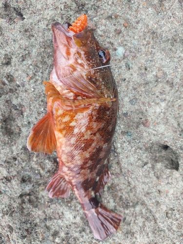 カサゴの釣果