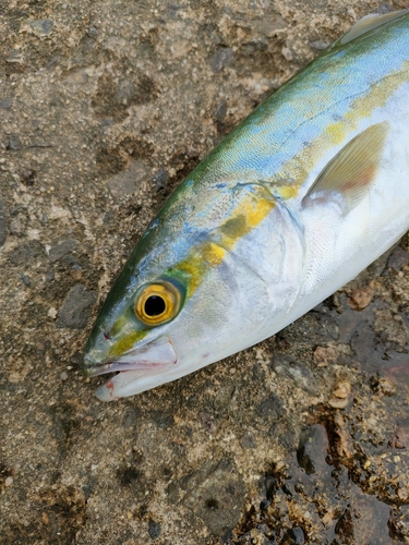 コゾクラの釣果