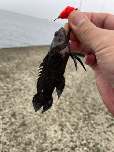 ナカハラタナバタウオの釣果