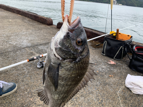 チヌの釣果