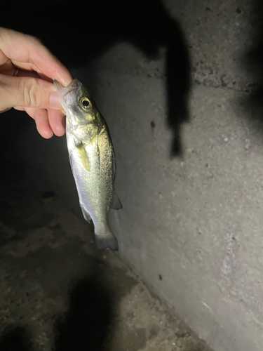 セイゴ（タイリクスズキ）の釣果