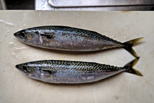 サバの釣果