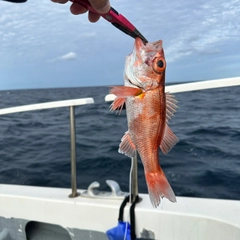 アカムツの釣果