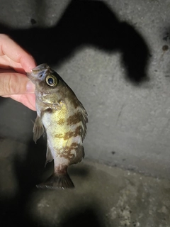 シロメバルの釣果