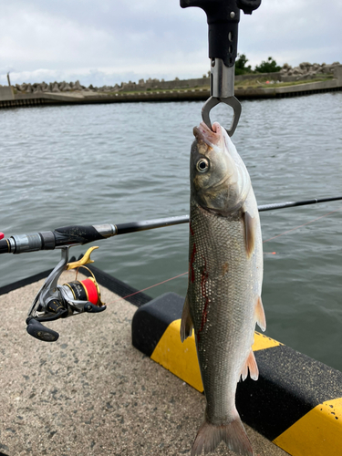 ウグイの釣果