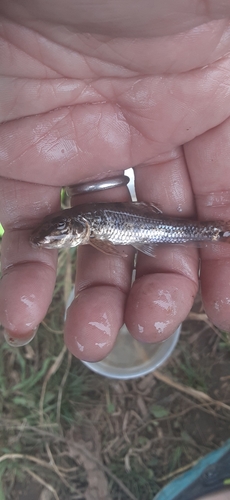 カマツカの釣果