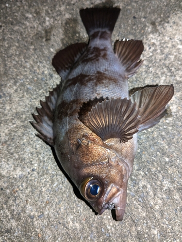 メバルの釣果