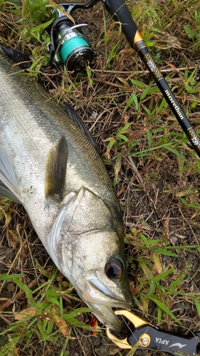 釣果