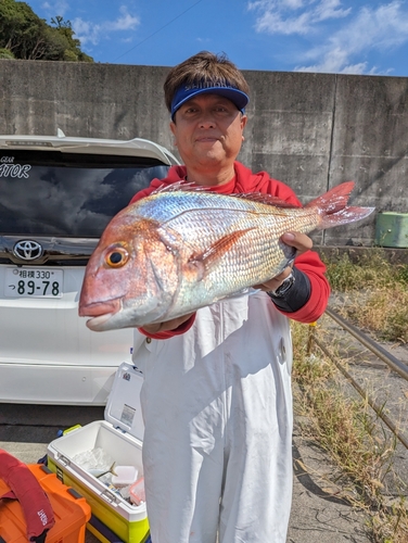 マダイの釣果