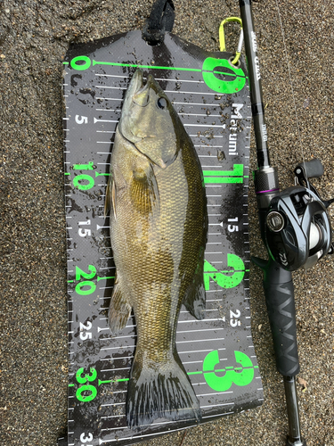 スモールマウスバスの釣果