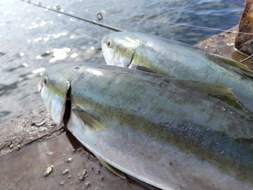 イナダの釣果