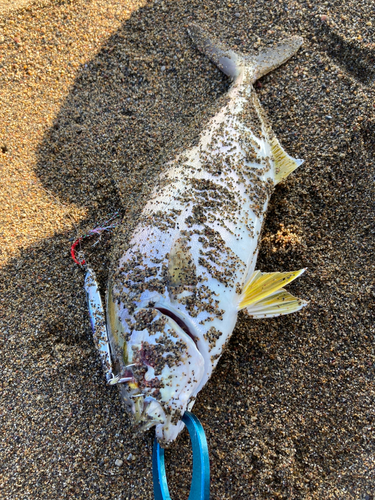 ショゴの釣果