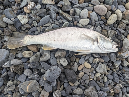 ニベの釣果