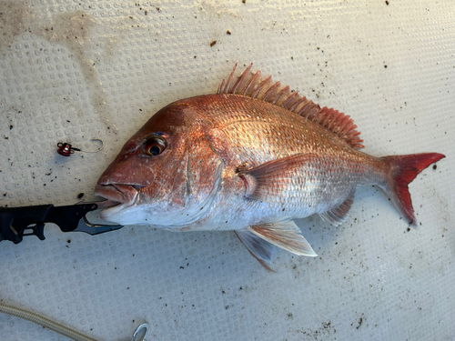 マダイの釣果