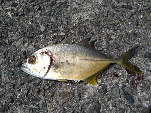 ギンガメアジの釣果