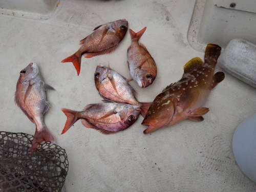 タイの釣果